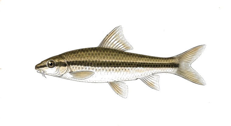 Siamese Algae Eater (Crossocheilus siamensis) illustration