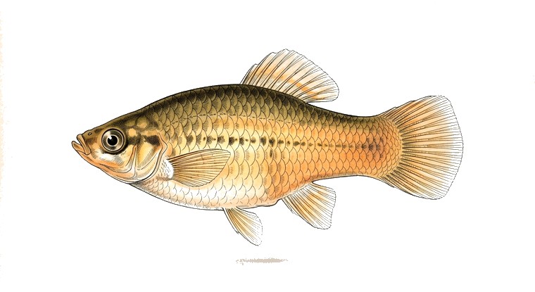 Variatus Platy (Xiphophorus variatus) illustration