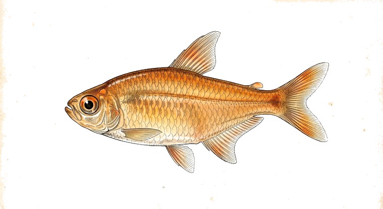 Ember Tetra (Hyphessobrycon amandae) illustration