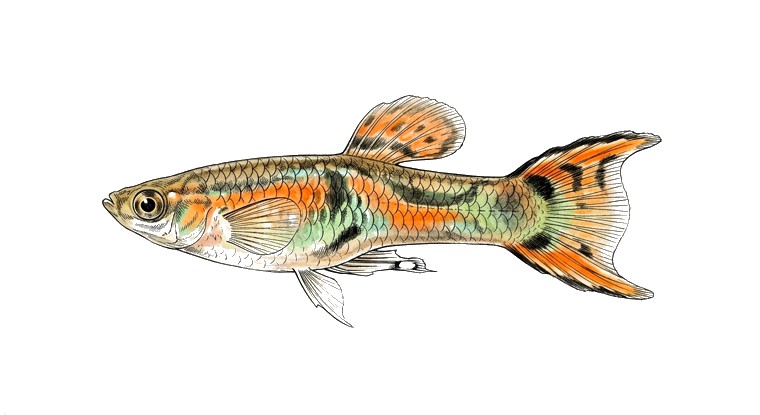 Endler's Livebearer (Poecilia wingei) illustration