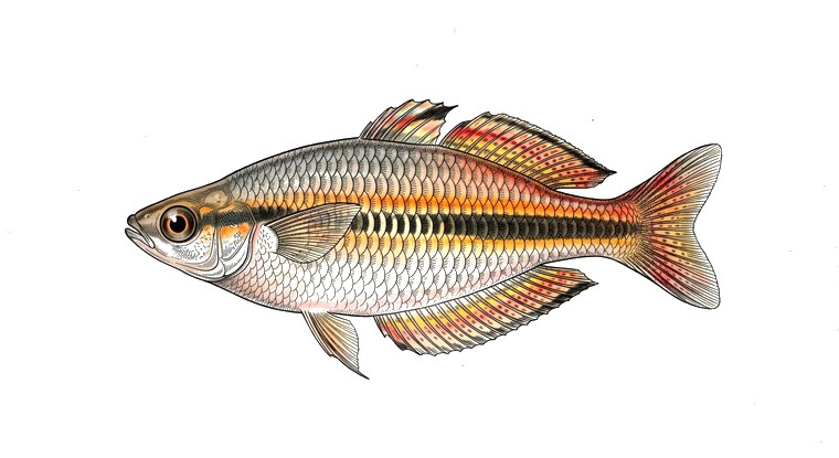 Exquisite Rainbowfish (Melanotaenia exquisita) illustration