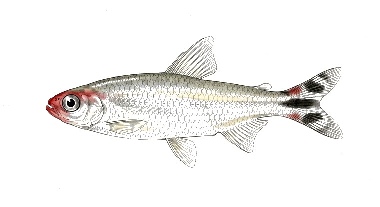False Rummy Nose Tetra (Petitella georgiae) illustration