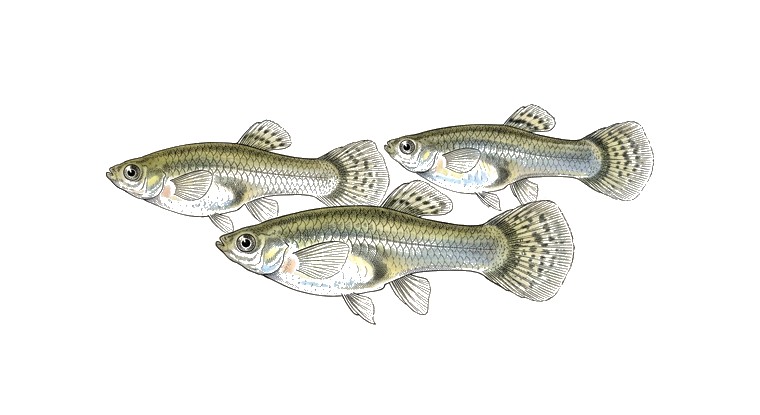 Fancy Guppy (Female trio) (Poecilia reticulata var.) illustration