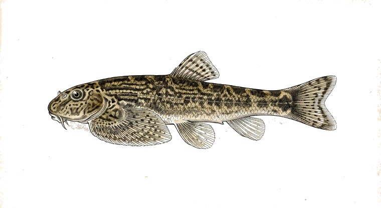 Borneo Hillstream Loach (Gastromyzon borneensis) illustration