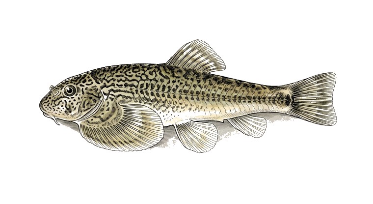 Spotted Hillstream Loach (Gastromyzon punctulatus) illustration