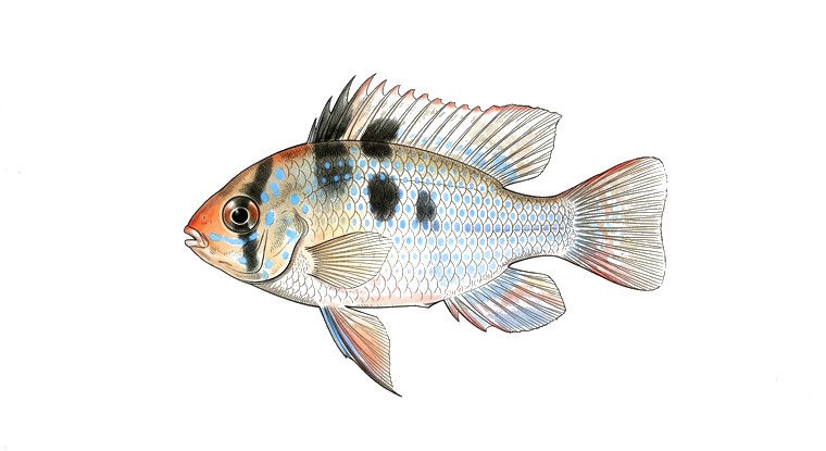 German Blue Ram (Mikrogeophagus ramirezi) illustration
