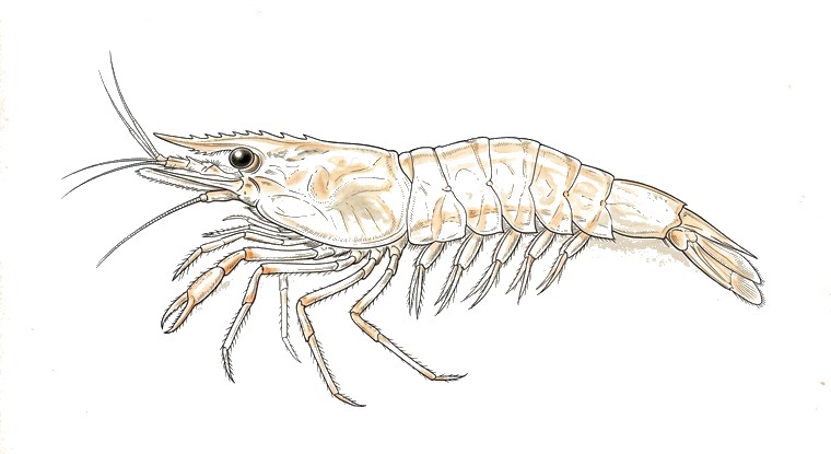 Ghost Shrimp (Palaemonetes paludosus) illustration