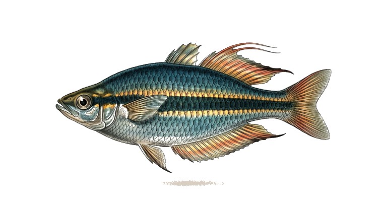 Lake Wanam Rainbowfish (Glossolepis wanamensis) illustration