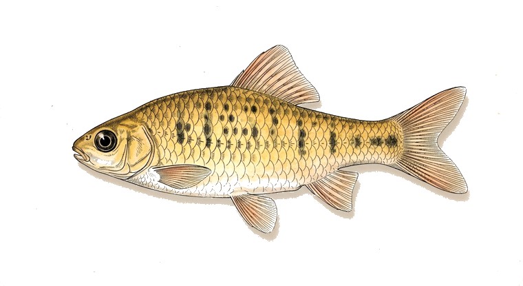 Gold Barb (Barbodes semifasciolatus) illustration