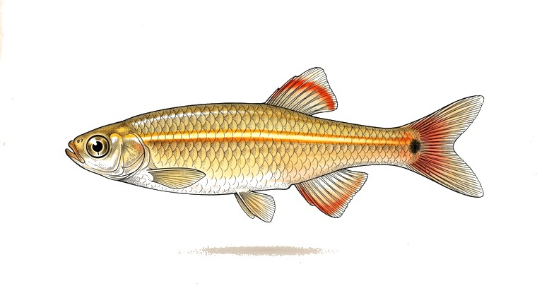Golden White Cloud (Tanichthys albonubes var.) illustration