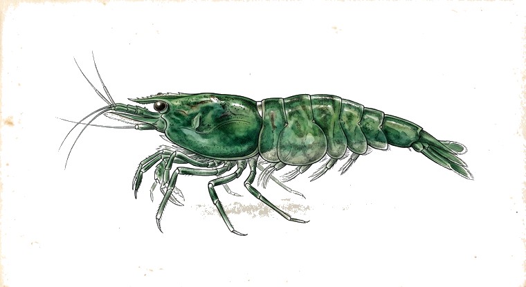 Green Jade Shrimp (Neocaridina davidi var.) illustration