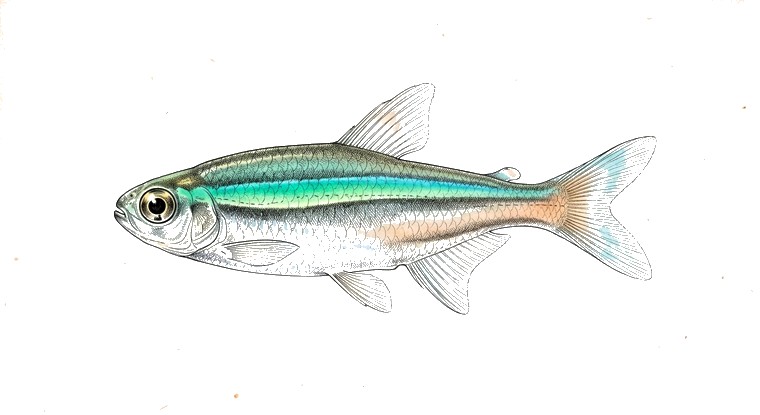 Green Neon Tetra (Paracheirodon simulans) illustration