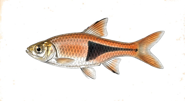 Harlequin Rasbora (Trigonostigma heteromorpha) illustration