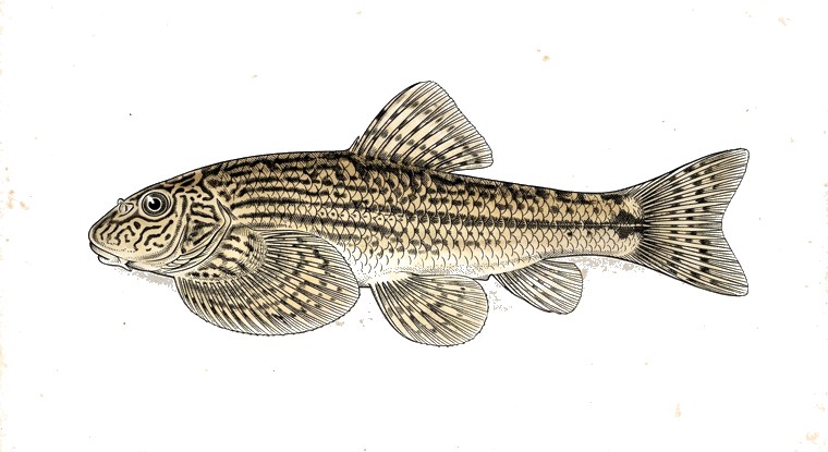Hillstream Loach (Sewellia lineolata) illustration