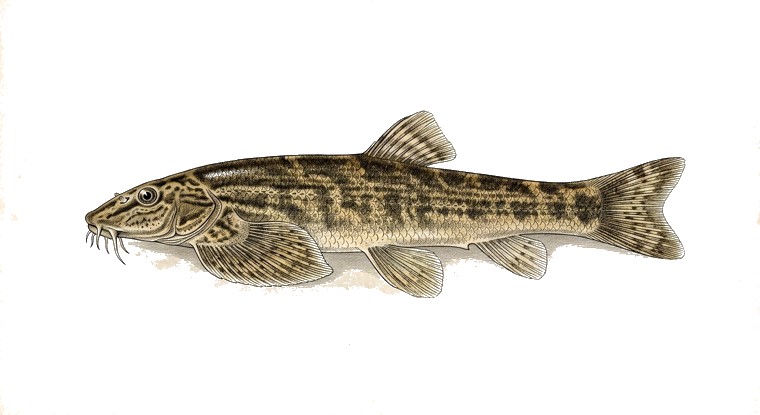 Lizard Hillstream Loach (Homaloptera orthogoniata) illustration