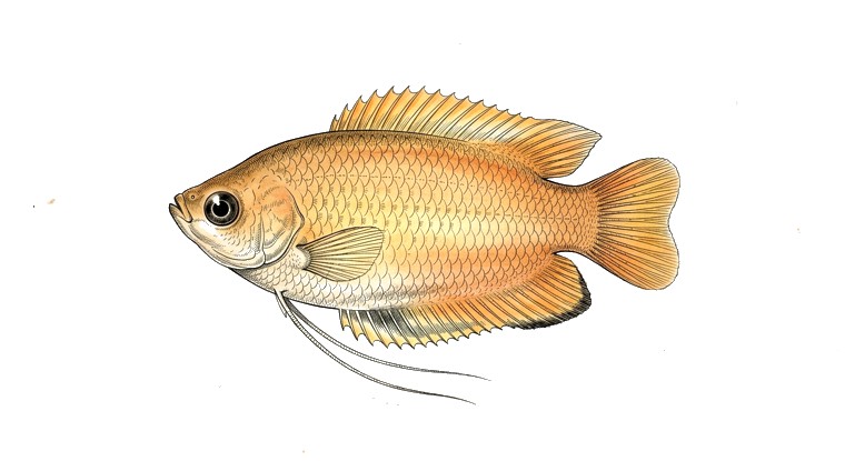 Honey Gourami (Trichogaster chuna) illustration