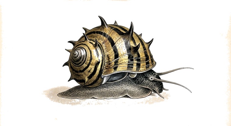 Horned Nerite Snail (Clithon corona) illustration