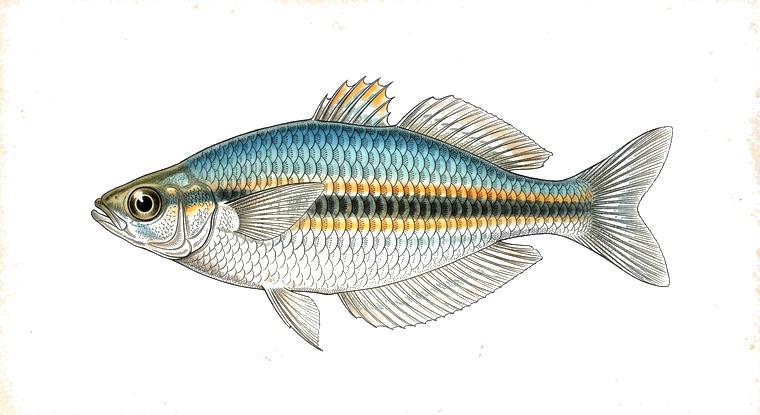 Kamaka Rainbowfish (Melanotaenia kamaka) illustration