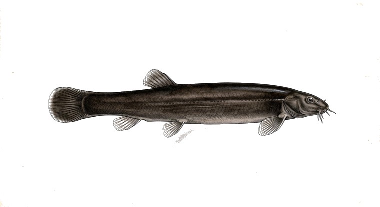 Black Kuhli Loach (Pangio oblonga) illustration