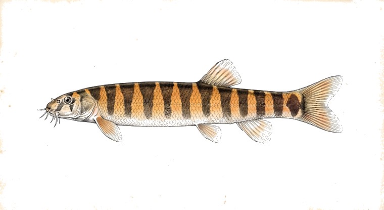 Kuhli Loach (Pangio kuhlii) illustration
