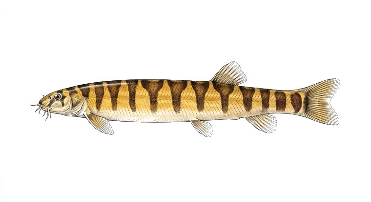 Gold Kuhli Loach (Pangio semicincta) illustration