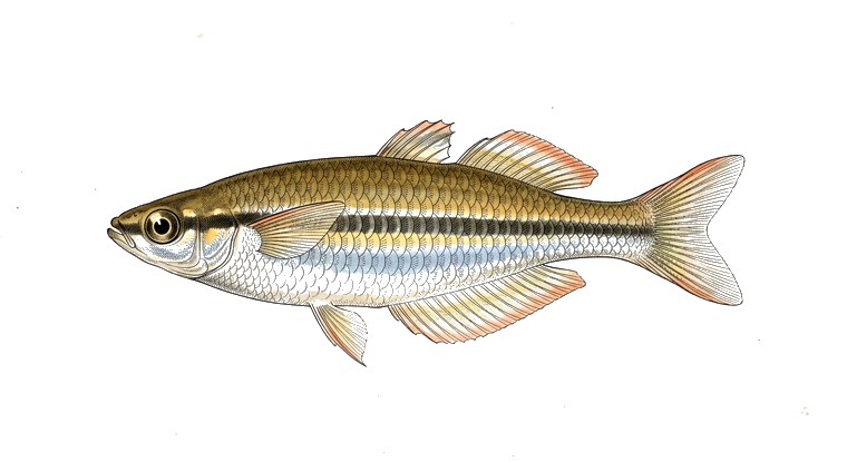 Madagascan Rainbowfish (Bedotia geayi) illustration