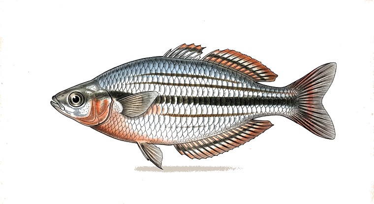 McCulloch's Rainbowfish (Melanotaenia maccullochi) illustration