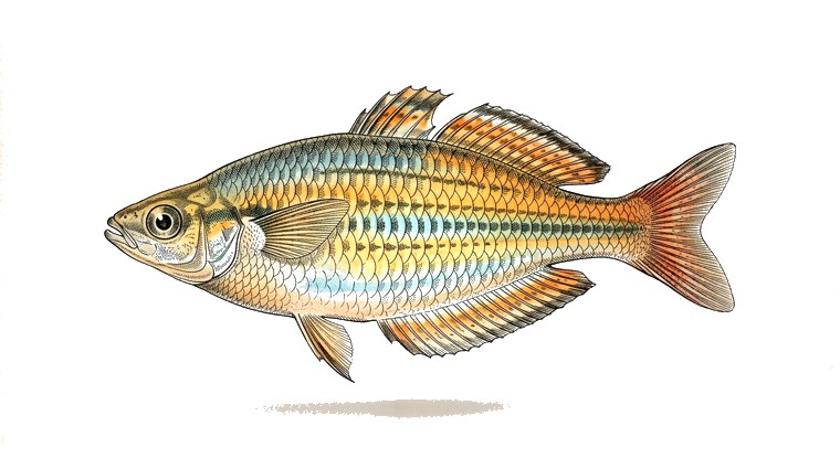 North New Guinea Rainbowfish (Melanotaenia affinis) illustration