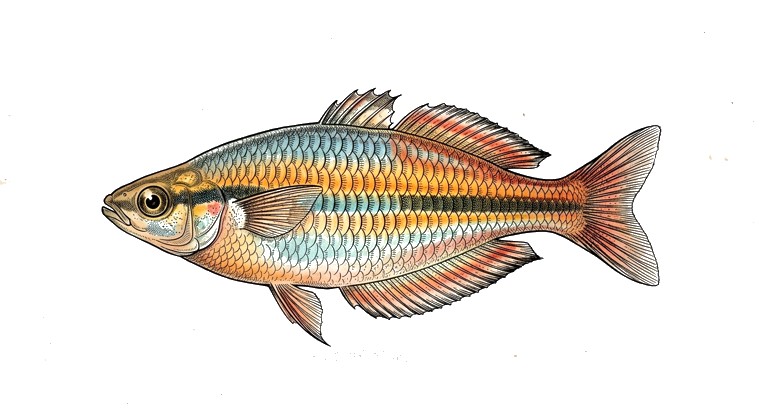 Goldie River Rainbowfish (Melanotaenia goldiei) illustration