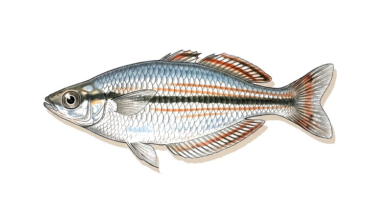 van Heurn's Rainbowfish (Melanotaenia vanheurni) illustration