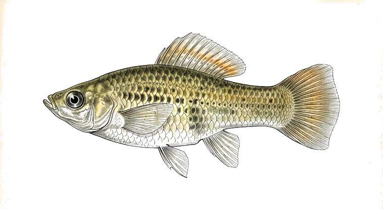 Molly (Poecilia sphenops) illustration