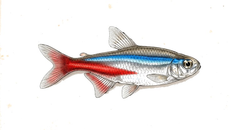 Neon Tetra (Paracheirodon innesi) illustration