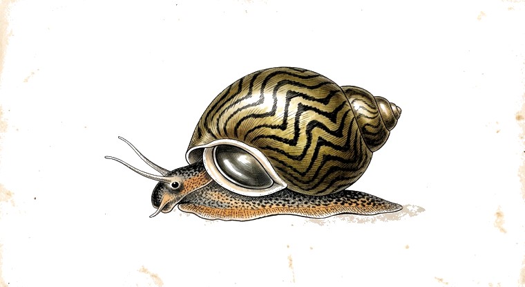 Nerite Snail (Neritina natalensis) illustration