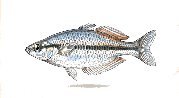 Oktedi Rainbowfish (Melanotaenia oktediensis) illustration