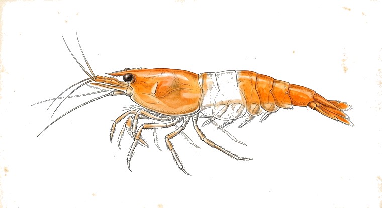 Orange Rili Shrimp (Neocaridina davidi var.) illustration