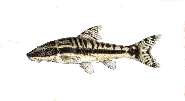 Zebra Otocinclus (Otocinclus cocama) illustration