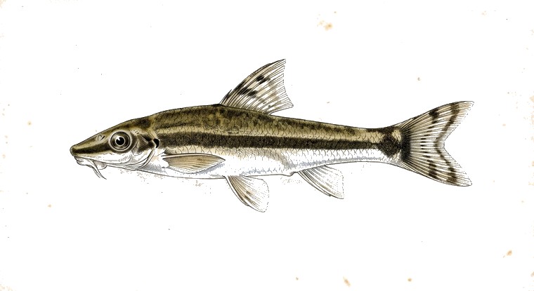 Otocinclus Catfish (Otocinclus vittatus) illustration