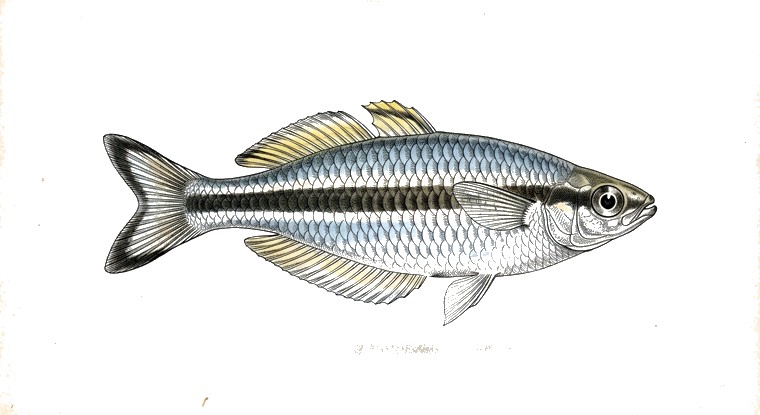 Panda Dwarf Rainbowfish (Melanotaenia pygmaea) illustration
