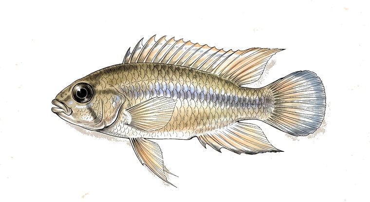 Apistogramma panduro (Apistogramma panduro) illustration