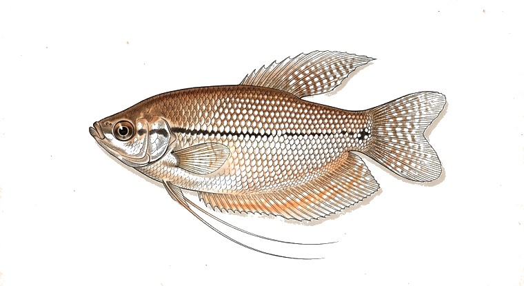 Pearl Gourami (Trichopodus leerii) illustration
