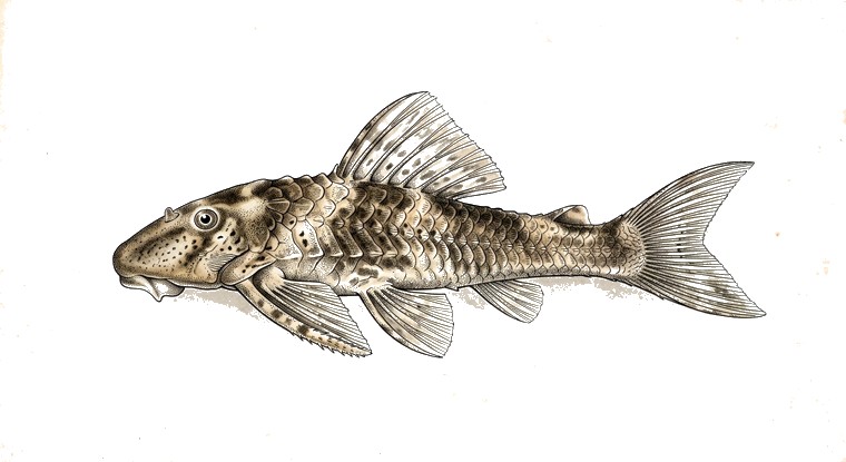 Pitbull Pleco (Parotocinclus jumbo) illustration