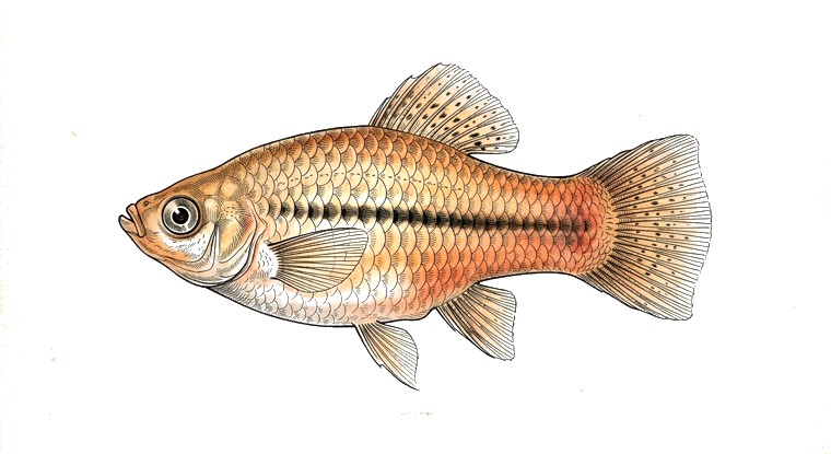 Platy (Xiphophorus maculatus) illustration