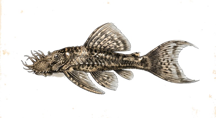 Longfin Bristlenose Pleco (Ancistrus cf. cirrhosus var.) illustration