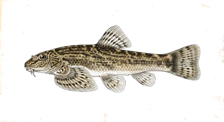 Fang's Hillstream Loach (Pseudogastromyzon fangi) illustration