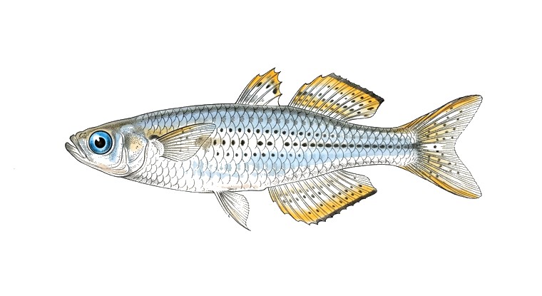 Spotted Blue-Eye Rainbowfish (Pseudomugil reticulatus) illustration