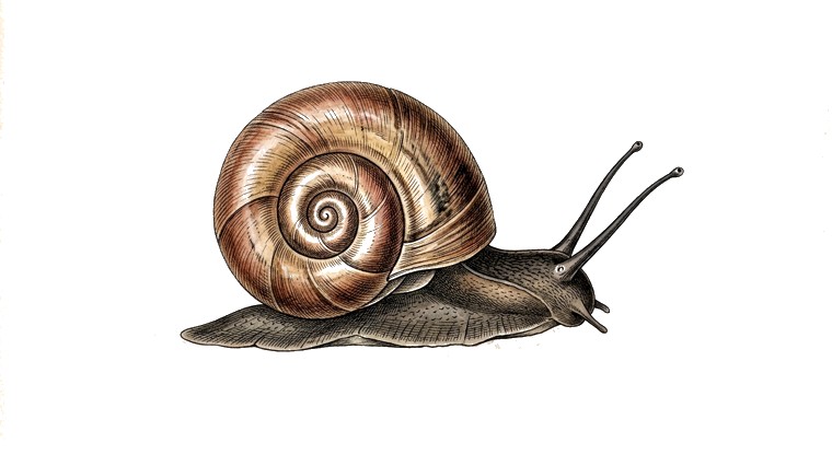 Ramshorn Snail (Planorbarius corneus) illustration
