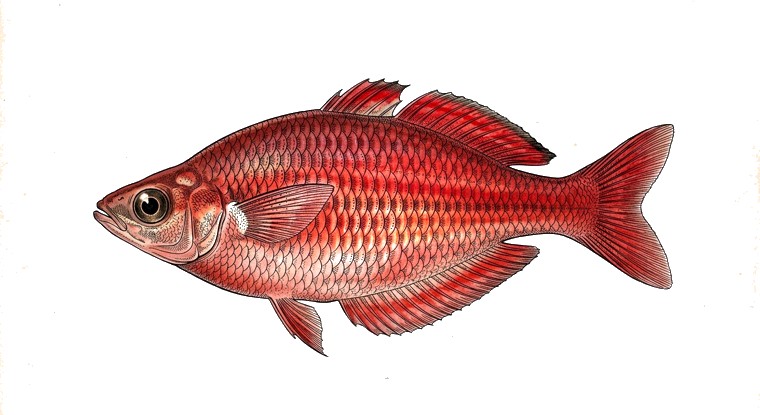 Red Irian Rainbowfish (Glossolepis incisus) illustration
