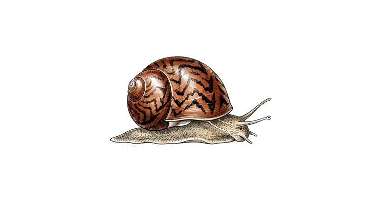 Red Racer Nerite Snail (Vittina waigiensis) illustration