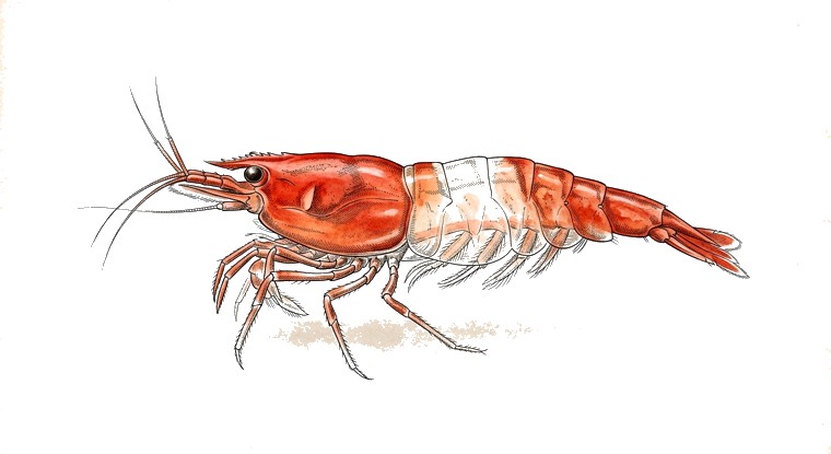 Red Rili Shrimp (Neocaridina davidi var.) illustration