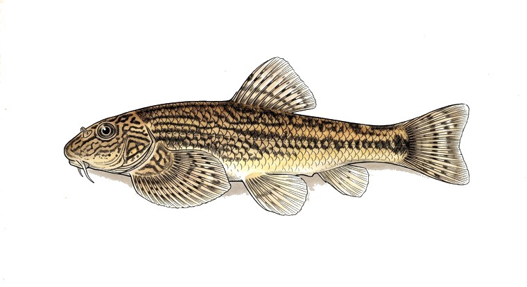 Reticulated Hillstream Loach (Sewellia lineolata var.) illustration